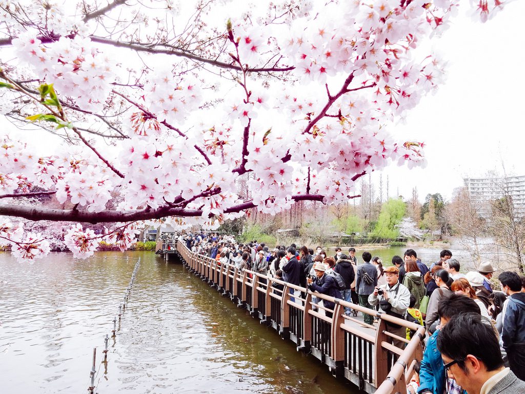 お花見の名所を英語で説明する 仙台英会話 仙台で英語を学ぶ 英会話プライベートレッスン