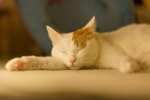 nap