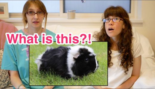 【アメリカ人が解説】【語彙】Pets!｜どんな“ペット”が好き？【動画内アンケートで投票してね！】
